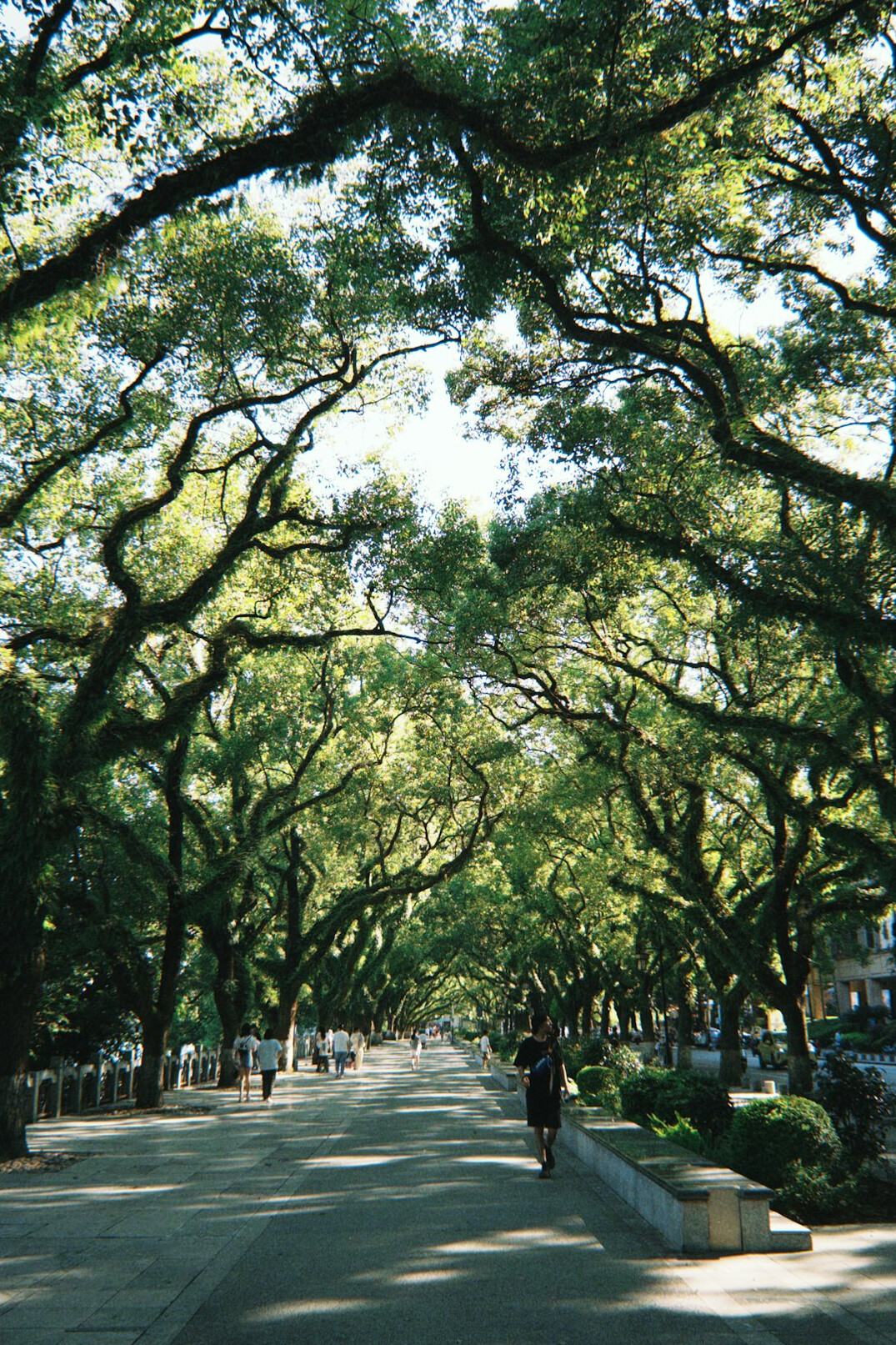 person walking in park